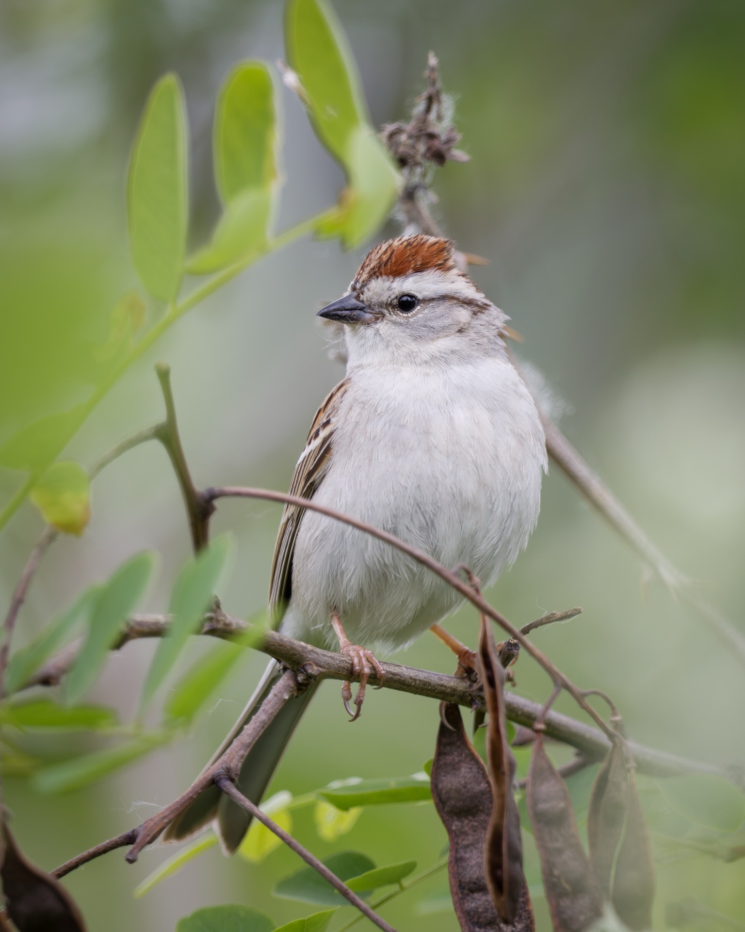 Chipping Sparrow