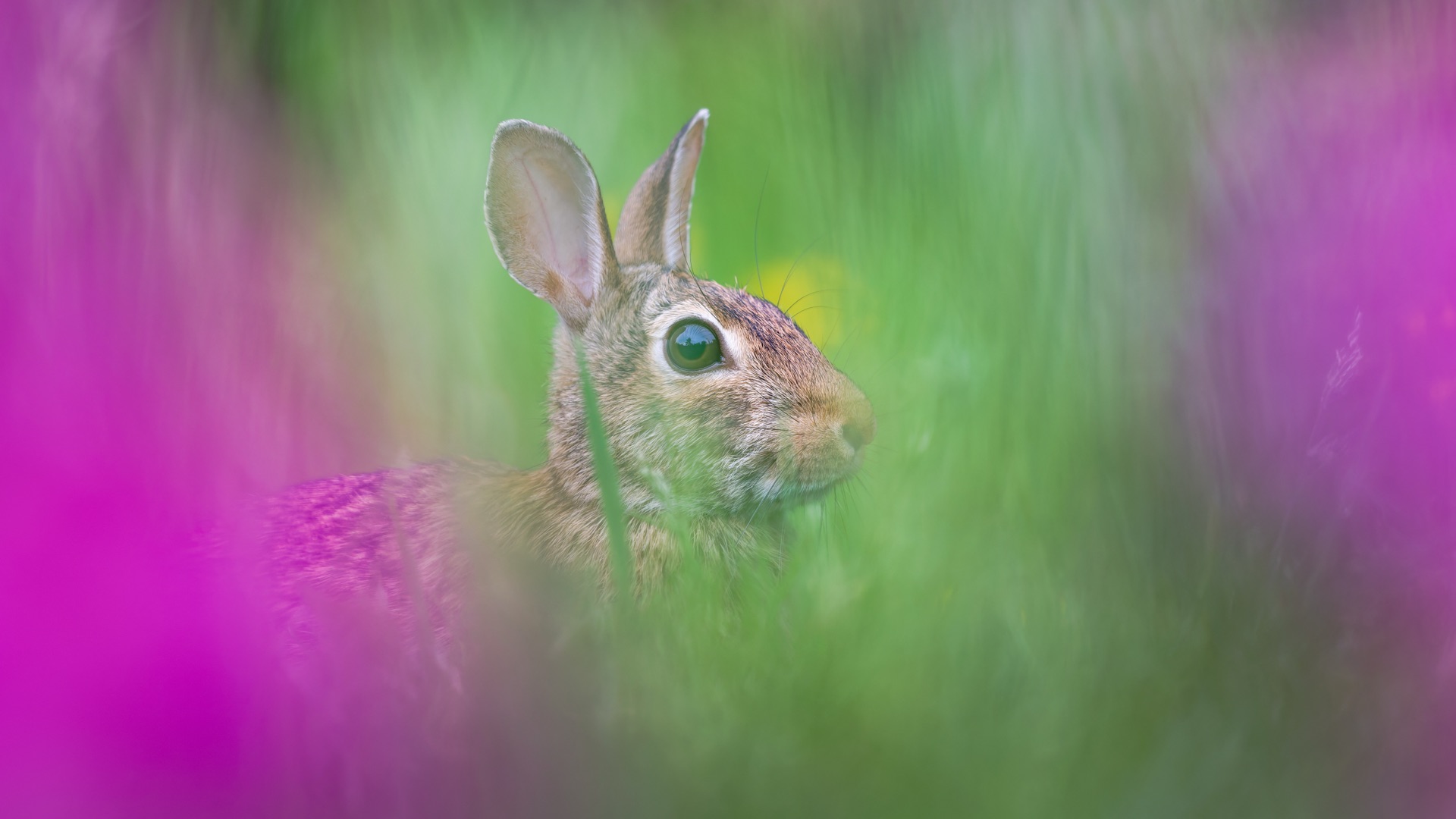 Eastern Cottontail