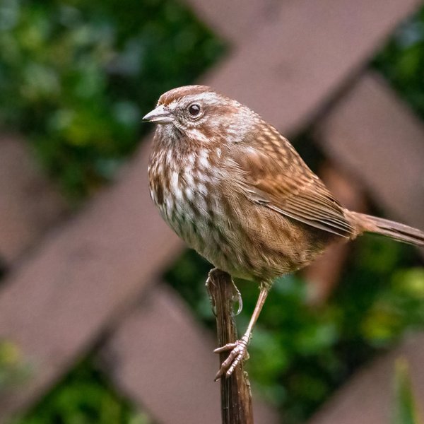 Song Sparrow