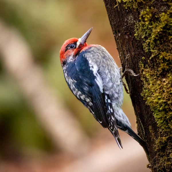 Red-breasted Sapsucker