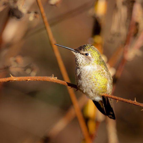 Anna's Hummingbird
