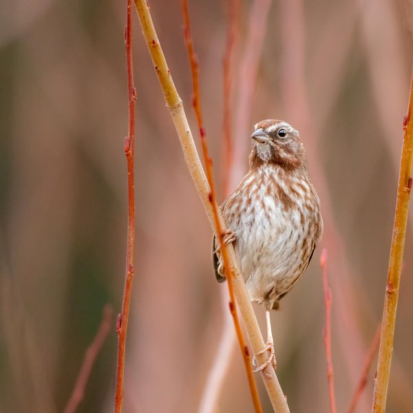 Song Sparrow
