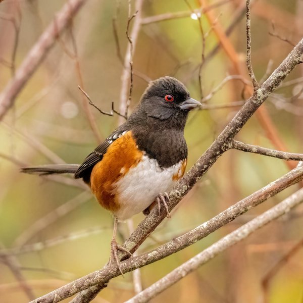 Spotted Towhee