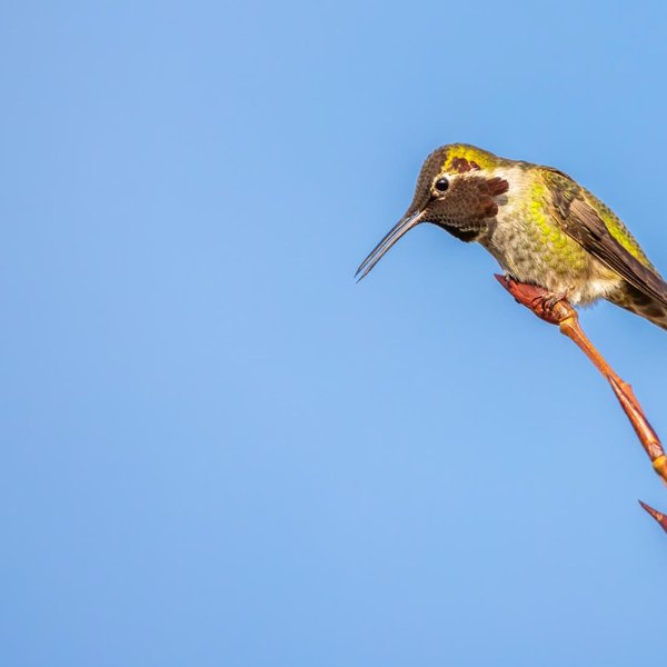 Anna's Hummingbird