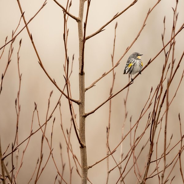 Yellow-rumped Warbler