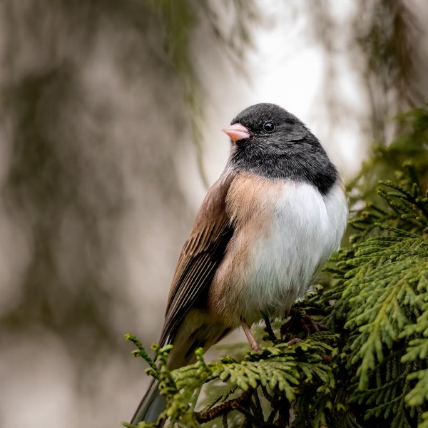 Dark-eyed Junco