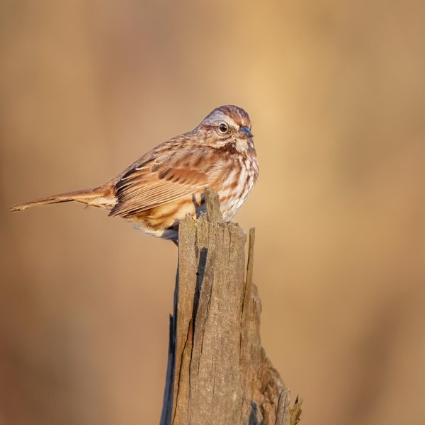 Song Sparrow