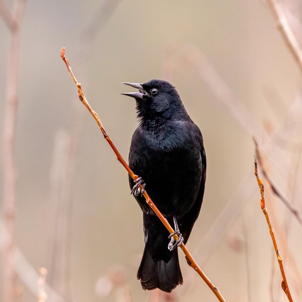 Red-winged Blackbird