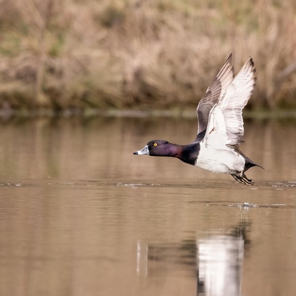 Ring-necked Duck