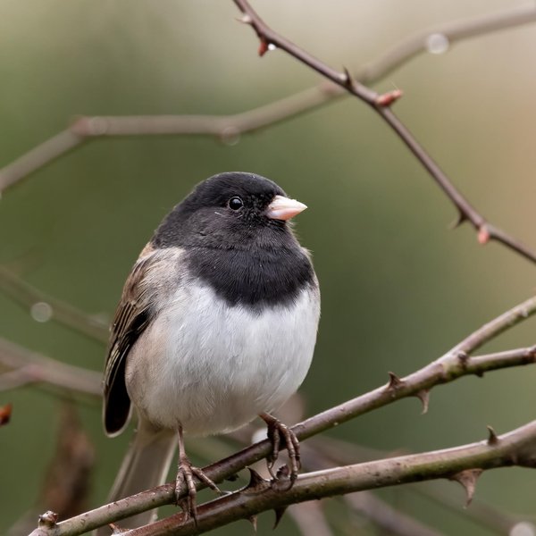 Dark-eyed Junco
