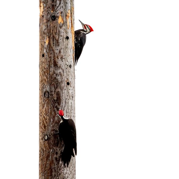 Pileated Woodpeckers