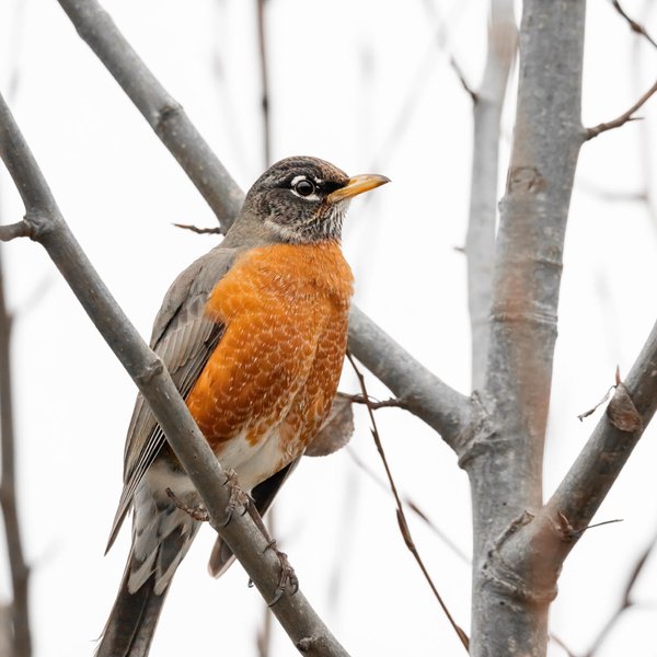 American Robin