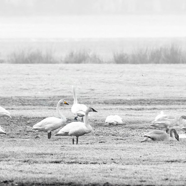 Whooper Swan