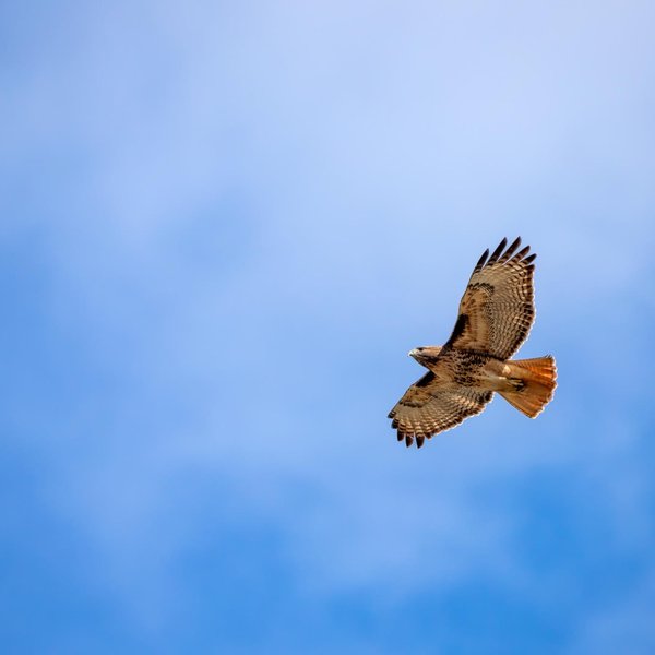 Red-tailed Hawk