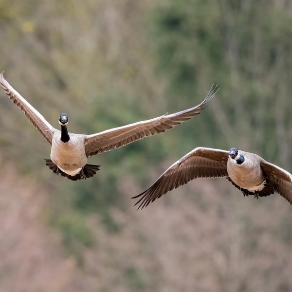 Canada Geese