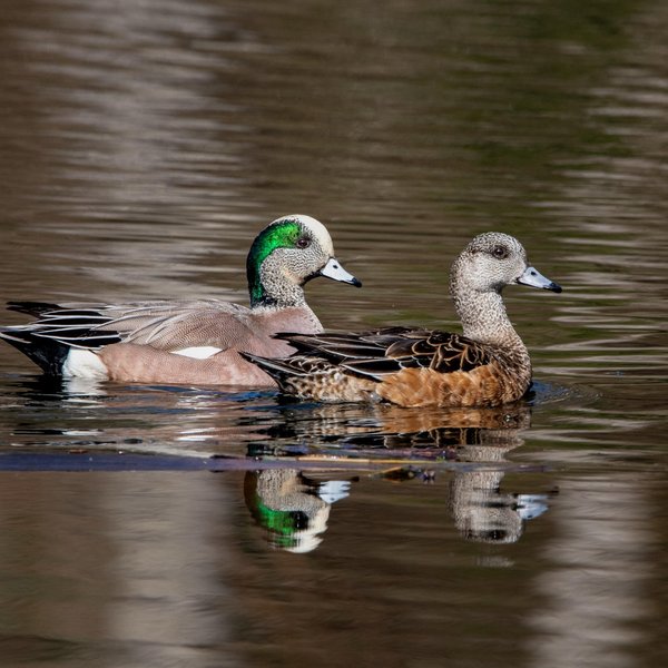 American Wigeons
