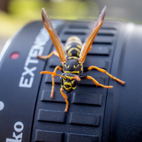 European Paper Wasp
