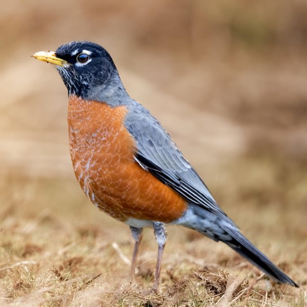 American Robin