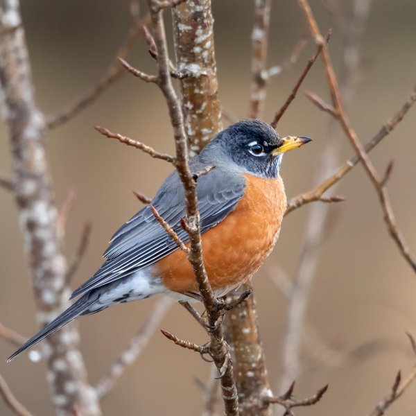 American Robin
