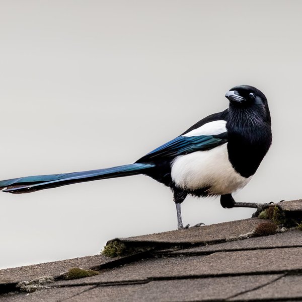 Black-billed Magpie