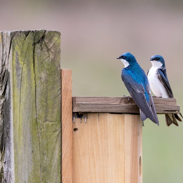 Tree Swallows