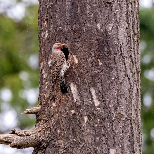 Northern Flicker