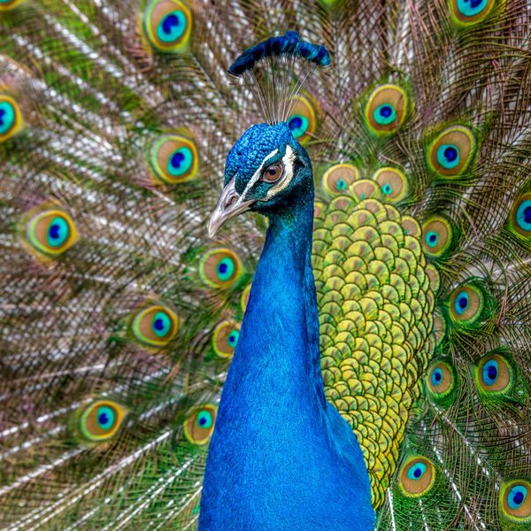 Peacock