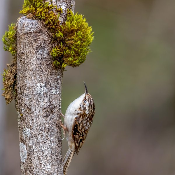 Brown Creeper
