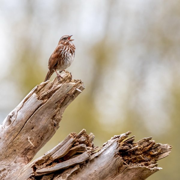 Song Sparrow