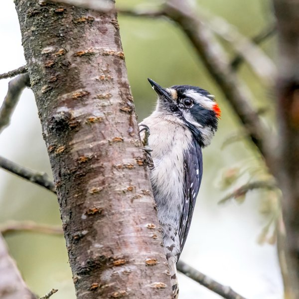 Downy Woodpecker