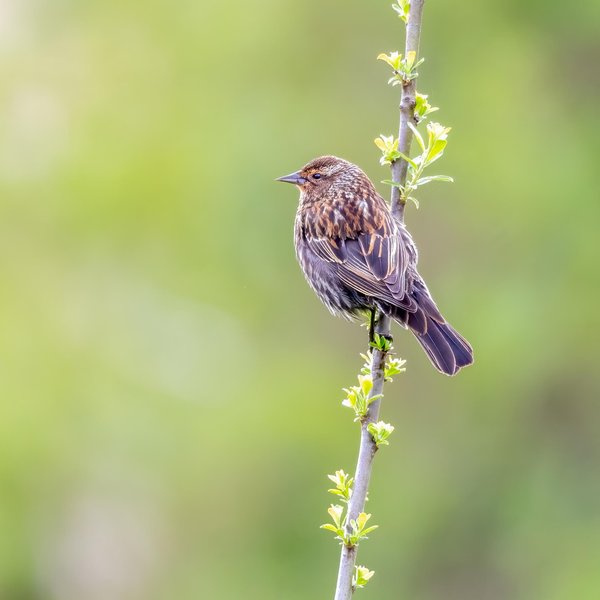 Red-winged Blackbird