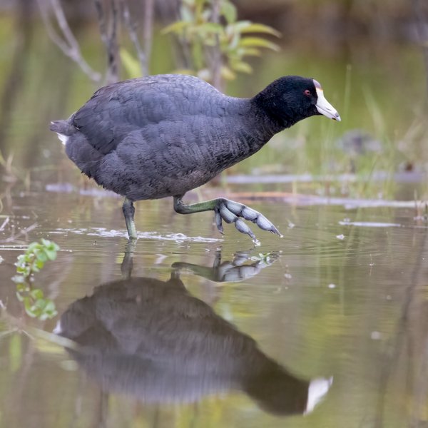 American Coot