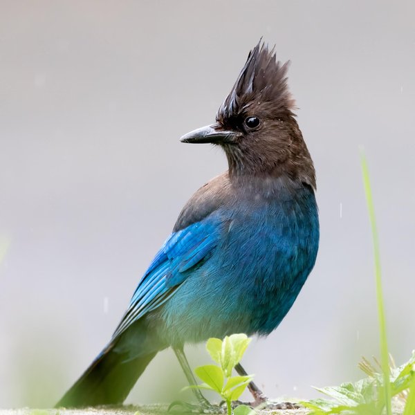 Steller's Jay