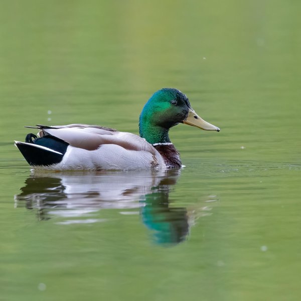 Mallard