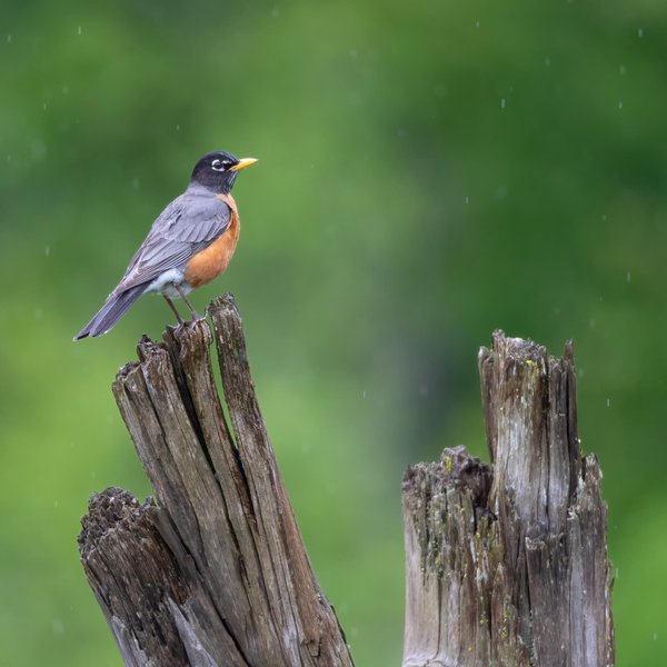 American Robin