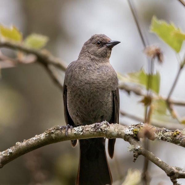 Brewer's Blackbird