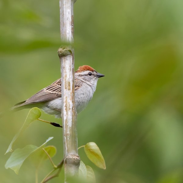 Chipping Sparrow