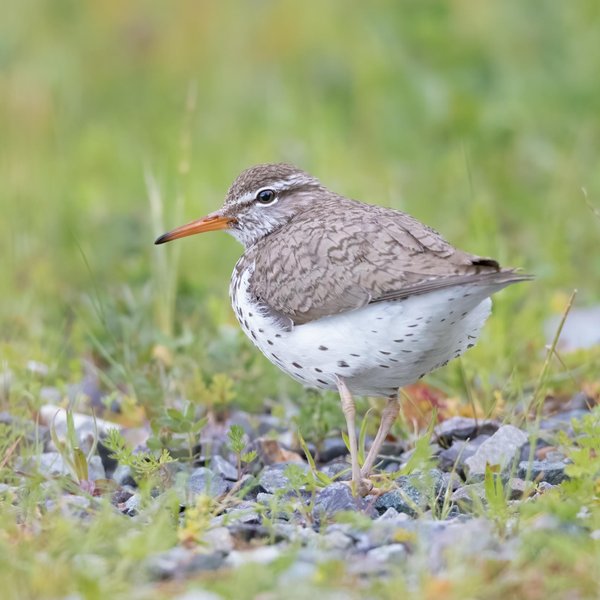 Spotted Sandpiper