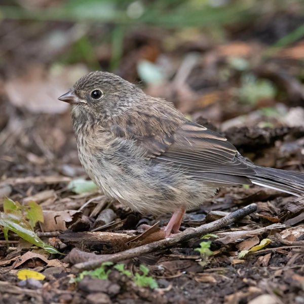 Dark-eyed Junco