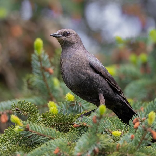 Brewer's Blackbird