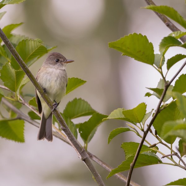 Willow Flycatcher