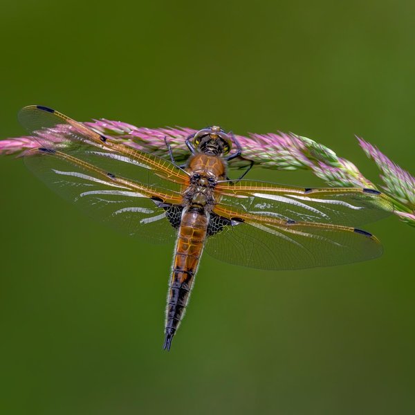 Four-spotted Skimmer