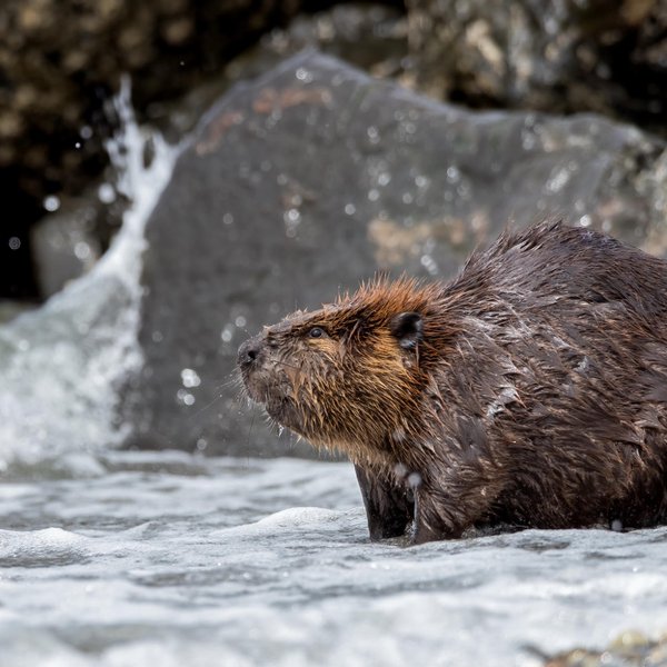 American Beaver