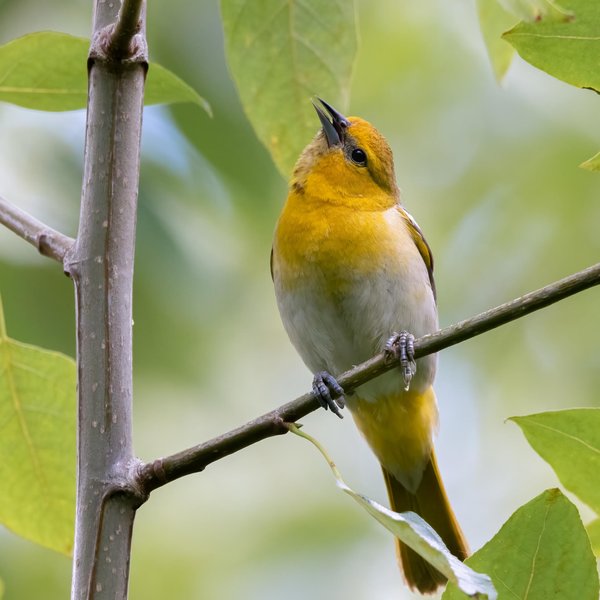 Bullock's Oriole