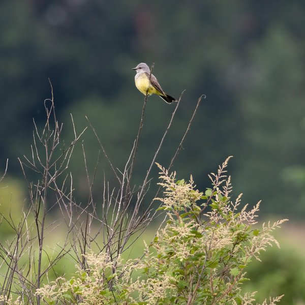 Western Kingbird