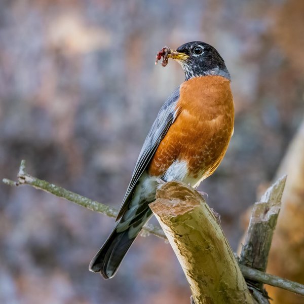 American Robin
