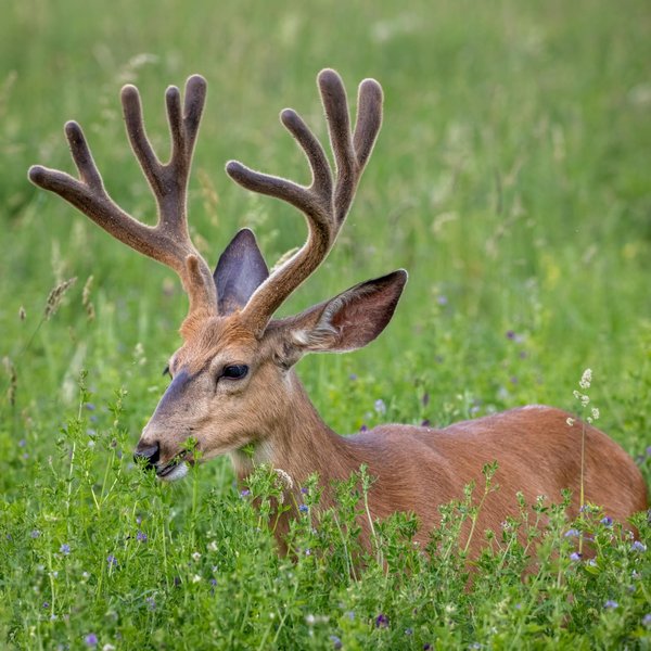 Mule Deer