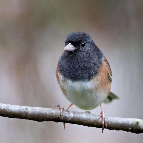Dark-eyed Junco