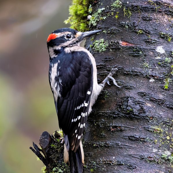 Hairy Woodpecker