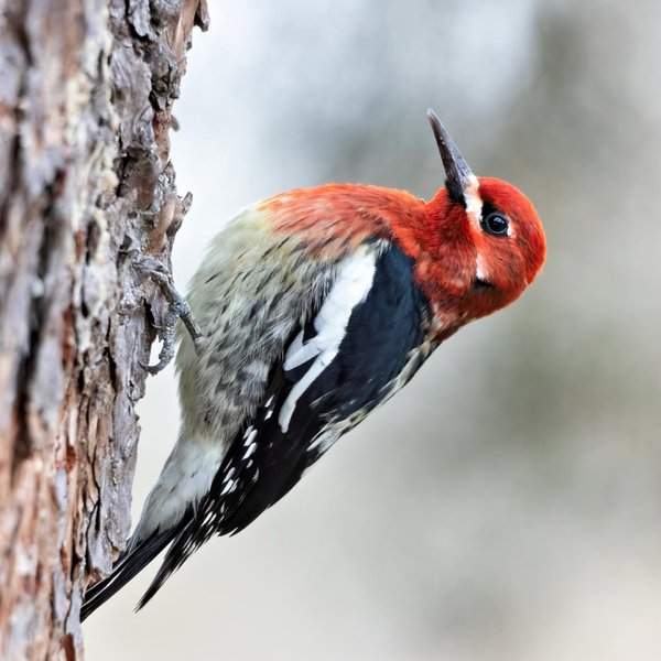 Red-breasted Sapsucker